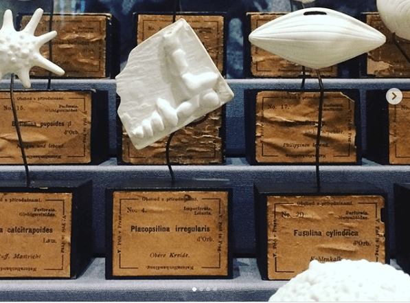 White plaster casts of pieces of fossil, positioned on black wire which is attached to black blocks of wood that have labels on them. The front one says "Placopsillina irregularis". Image taken at Lapworth Museum in Birmingham. 